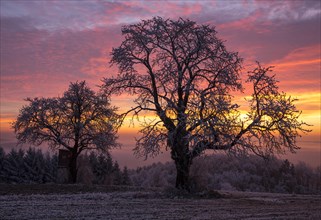Old Cherry trees (Prunus) at sunrise in winter