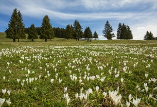 White Crocus flowers (Crocus) on the alpine pasture in front of a Spruces forest (Picea)