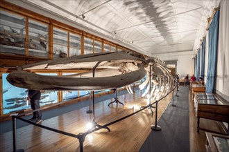 Big whale skeleton in Coimbra university science museum
