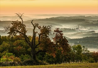 Sunrise with tree and autumn fog in the valley