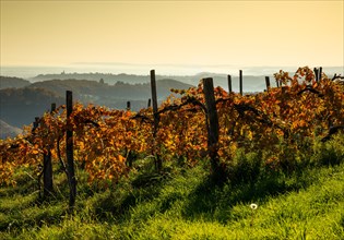 Vineyard in autumn with red foliage at sunrise on the Sausal Wine Route