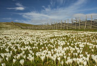 White Crocus flowers (Crocus) with pasture fence on the alpine pasture