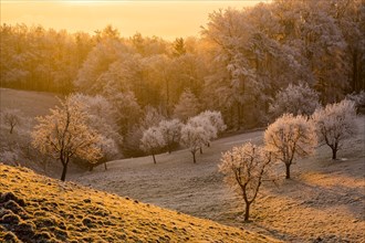 Fruit trees with hoarfrost at sunrise in winter