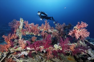 Diver views shipwreck Yolanda overgrown with Klunzinger's Soft Corals