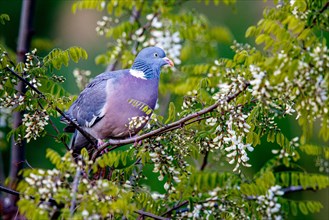 Common wood pigeon (Columba palumbus)