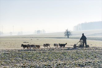 Dog sled team with training car during training