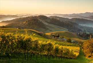 Vineyard in autumn at sunrise with fog