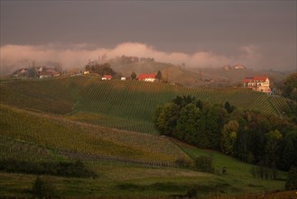 Vineyard in autumn with morning mist at sunrise