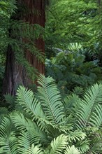 Fern in front of a pine tree