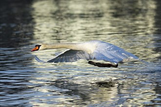 Mute swan (Cygnus olor)