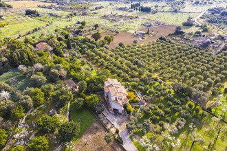 Finca and plantations with olive trees and flowering almond trees
