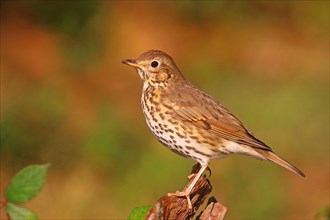 Song thrush (Turdus philomelos)