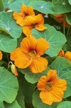 Orange flowering nasturtium (Tropaeolum majus)