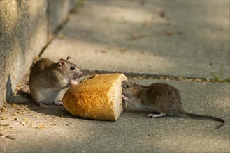 Brown rats (Rattus norvegicus) eating bread