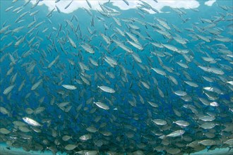 School of blue runner jackfish (Caranx crysos)