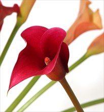 Arum lily (Zantedeschia)
