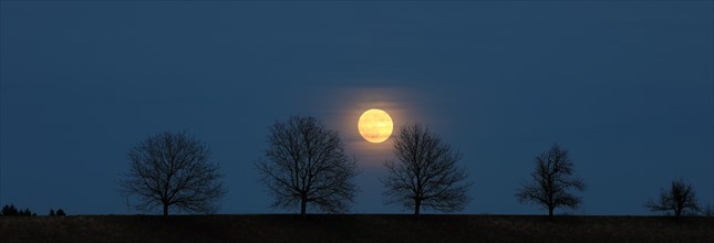 Full moon behind a row of trees