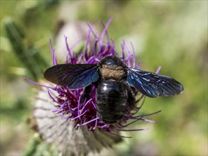 Carpenter Bee (Xylocopa) on safflower