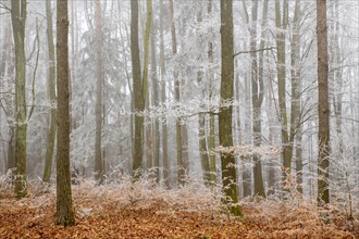 Mixed forest with branches covered by hoarfrost in fog