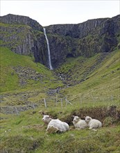 Ewe with two lambs