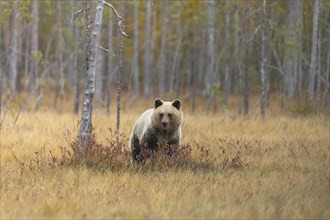 Brown bear (Ursus arctos) in the Finnish Taiga