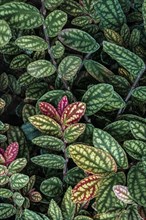 Green and purple patterned leaves