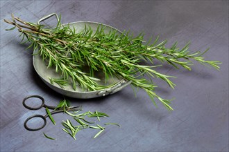 Rosemary twigs in shell