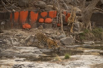 Two wild tigers (Panthera tigris tigris) drinking water from a rocky puddle near a Hindu temple