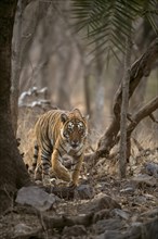 Approaching wild tiger (Panthera tigris tigris) stalking out from behind a tree while hunting