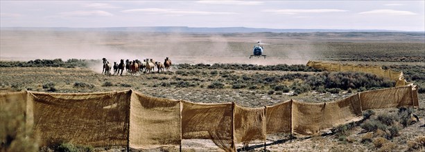 Cowboys drive a herd of horses by helicopter
