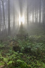 Wald im Nebel and Ferns