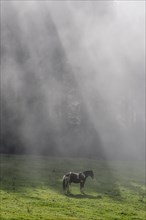 Horse on pasture and fog at the Hochsteinalm