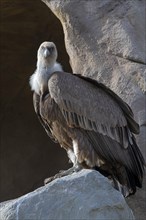 Griffon vulture (Gyps fulvus)