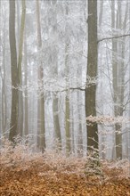 Mixed forest with hoarfrost in fog