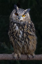 Eurasian eagle-owl (Bubo bubo)