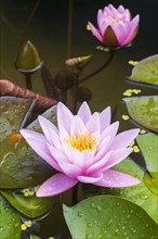 Pink water lilyn (Nymphaea Pink)