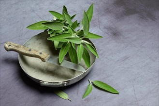 Sage branch in bowl with kitchen knife