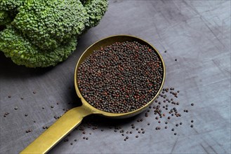 Broccoli seeds in trowel and broccoli