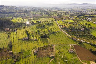 Plantations with flowering almond trees