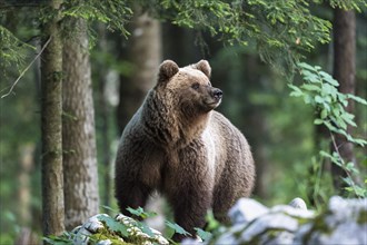 European brown bear (Ursus arctos arctos) in forest