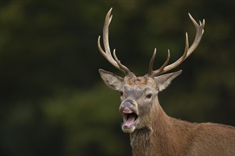 Red deer (Cervus elaphus) adult stag performing the flehmen response