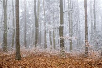 Mixed forest with branches covered by hoarfrost in fog