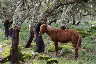 Half wild horse in the cork oak forest