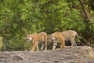 Tigress (Panthera tigris tigris) walking with her cub