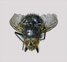 Common Housefly (Musca domestica)