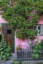 Pink house with espalier tree in the old town