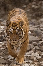 Tiger (Panthera tigris tigris) stalking prey while hunting