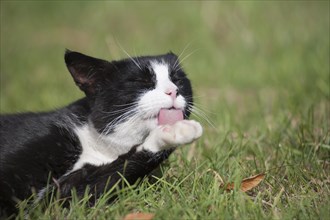 Black and white cat (Felis silvestris catus) licking its paw