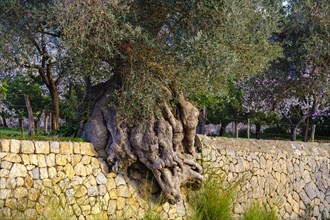 Old gnarled olive tree in natural stone wall