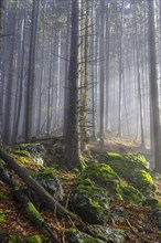 Fog and beech forest